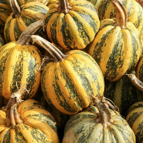 American Tondo Pumpkin Seeds – Heirloom, Non-GMO, Cucurbita pepo, Pack of 25+ for Garden Planting