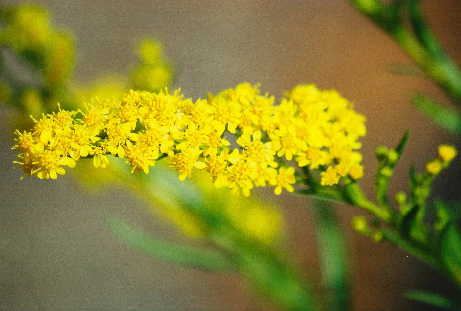 Seaside Goldenrod Seeds - Solidago sempervirens - Coastal Wildflower Seeds for Pollinators & Native Gardens
