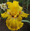 Tall Bearded Iris Rhizome - Mahogany Gold Reblooming, Freshly Dug, Iris germanica