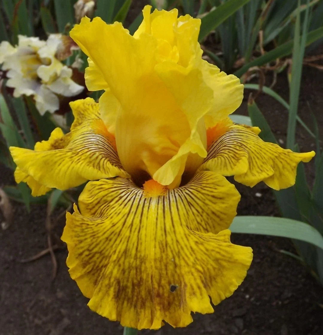 Tall Bearded Iris Rhizome - Mahogany Gold Reblooming, Freshly Dug, Iris germanica