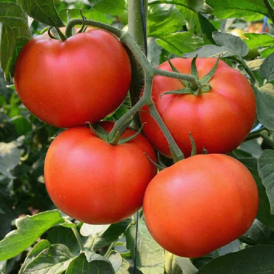 Heirloom Tomato Seeds 100 Ct Non-GMO Vegetable Garden Seeds for Home Gardening Solanum lycopersicum