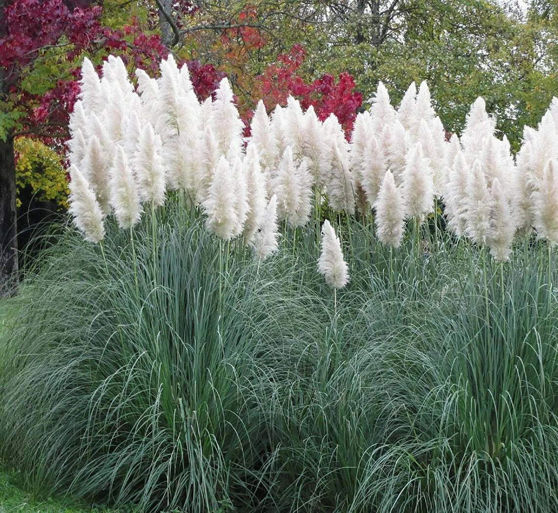 Giant White Pampas Grass Seeds - 100 Count - Ornamental Cortaderia selloana for Landscaping and Garden Decor