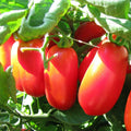 San Marzano Tomato Seeds – Heirloom Italian Roma Paste, Solanum lycopersicum, Pack of 50 Seeds