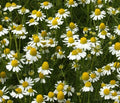 German Chamomile Seeds - Apple Scented, Flowering, Matricaria chamomilla, 100 Seeds