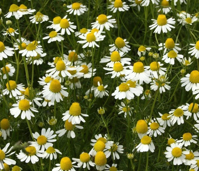 German Chamomile Seeds - Apple Scented, Flowering, Matricaria chamomilla, 100 Seeds