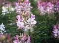 Cleome Hassleriana Flower Seeds - 100+ Pink White Blossoms - Annual Garden Seeds for Pollinator Attraction