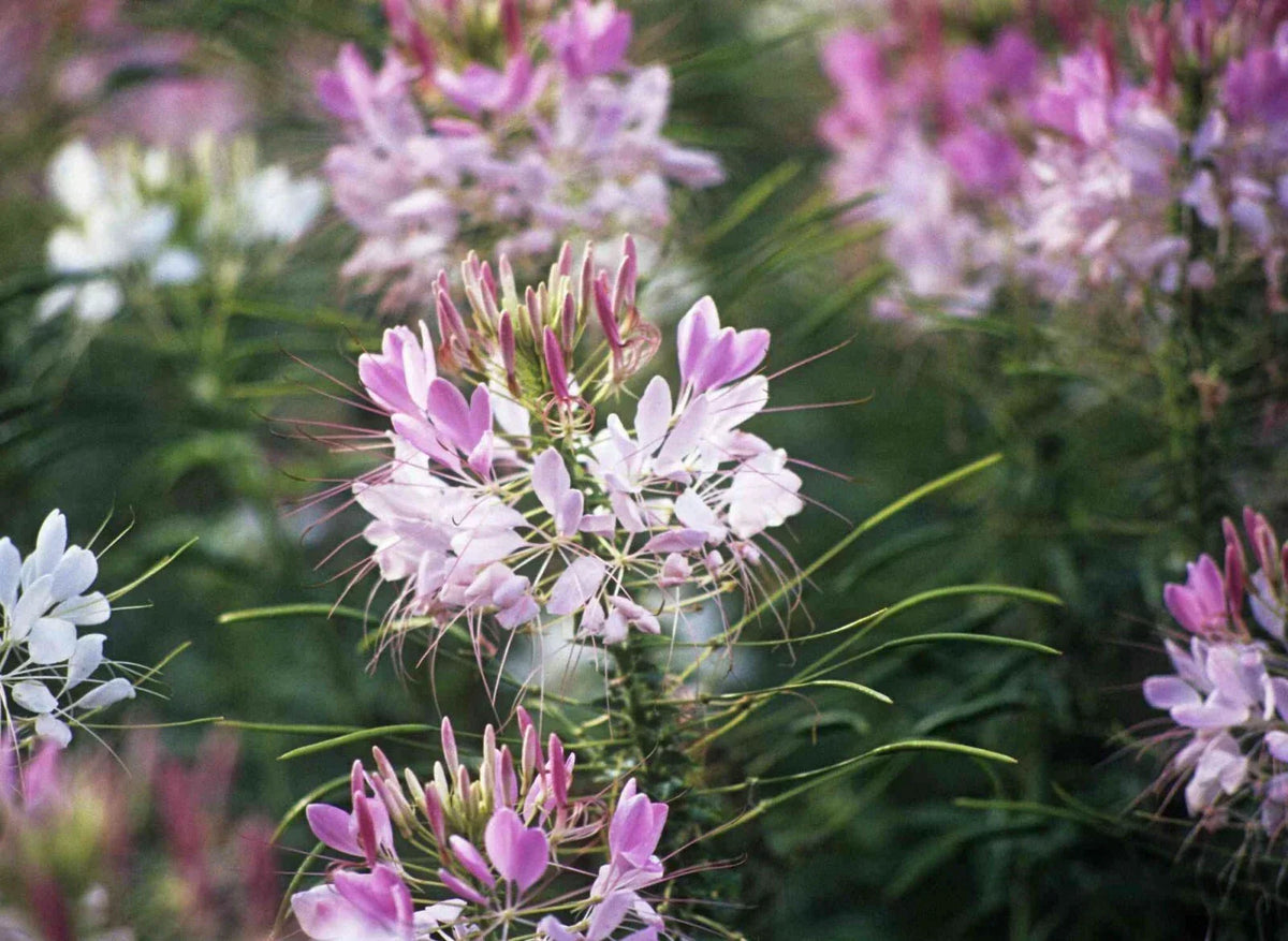 Cleome Hassleriana Flower Seeds - 100+ Pink White Blossoms - Annual Garden Seeds for Pollinator Attraction
