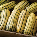 Giant Delicata Winter Squash Seeds – Organic, Bohemian Variety, Cucurbita pepo, 10+ Seeds for Home Gardening & Seasonal Cooking