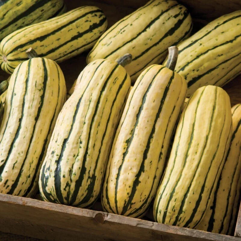 Giant Delicata Winter Squash Seeds – Organic, Bohemian Variety, Cucurbita pepo, 10+ Seeds for Home Gardening & Seasonal Cooking