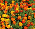 Marigold Seeds - Sparky Mix Flower Seed Packet - Tagetes patula - Bright, Colorful Blooms for Gardens & Containers