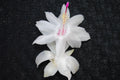Christmas Cactus Starter Plant, Small White Knight Variety, Well-Rooted Schlumbergera Truncata, Healthy Indoor Plant