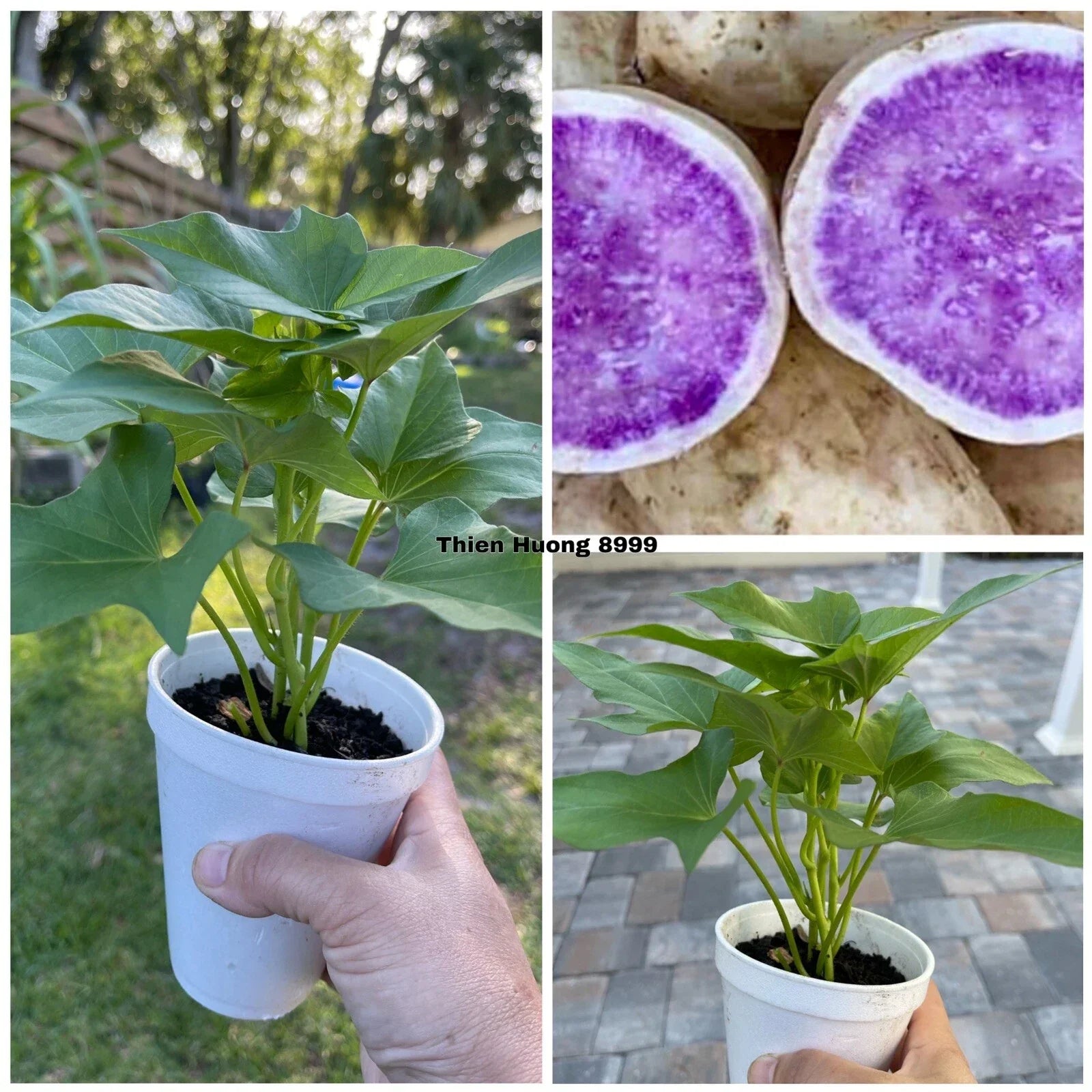 Okinawa Purple Sweet Potato Plants – 5 Rooted in Cups – Ipomoea batatas – Edible Vining Vegetable for Garden or Container