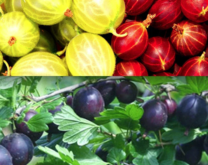 Gooseberry Cuttings - 30 Cuttings, 10 Varieties for Rooting 2025 - Ribes uva-crispa