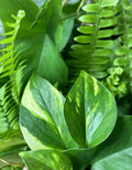 Rooted Plant Cuttings - 15 Varieties Indoor/Outdoor Gardening Plants - Pothos, Spider Plant & More - Propagation Ready