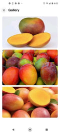 Kent Mango Seeds 10 Pack Fresh Mangifera indica Mango Tree Seeds for Growing in Garden or Pot