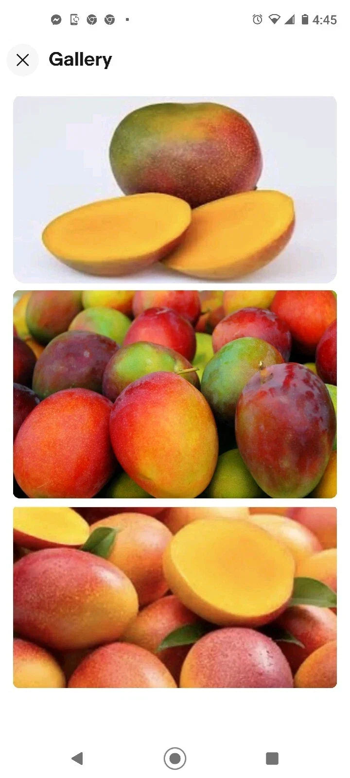 Kent Mango Seeds 10 Pack Fresh Mangifera indica Mango Tree Seeds for Growing in Garden or Pot