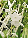 Flowering Tobacco Seeds 550 Nicotiana sylvestris White Tubular Flowers Garden Plant
