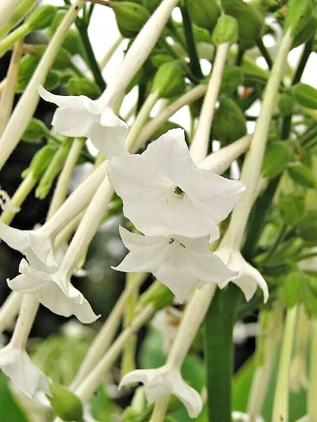 Flowering Tobacco Seeds 550 Nicotiana sylvestris White Tubular Flowers Garden Plant