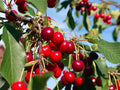 Wild Black Cherry Tree Live Plant 20" Prunus Serotina Edible Fruit for Garden or Landscape