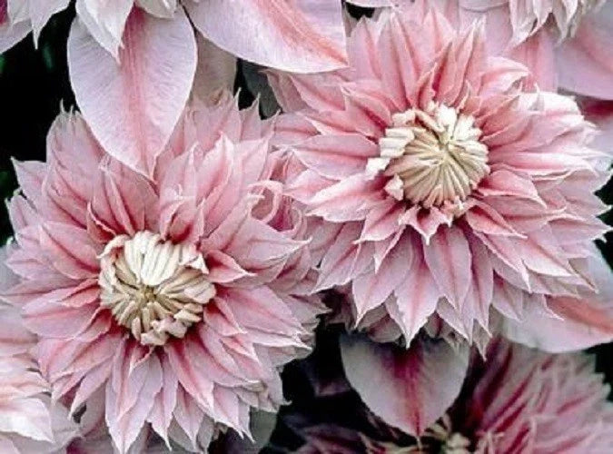 Clematis Seeds - 25 Double Light Pink Climbing Perennial Flower Seeds - Clematis spp. for Garden Trellises & Fences