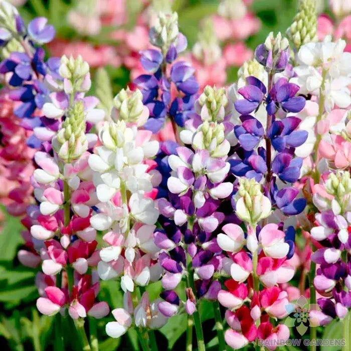 Lupine Seeds 25+ Avalune Mix for Garden Planting - Lupinus polyphyllus - Vibrant Flowering Perennial Seeds