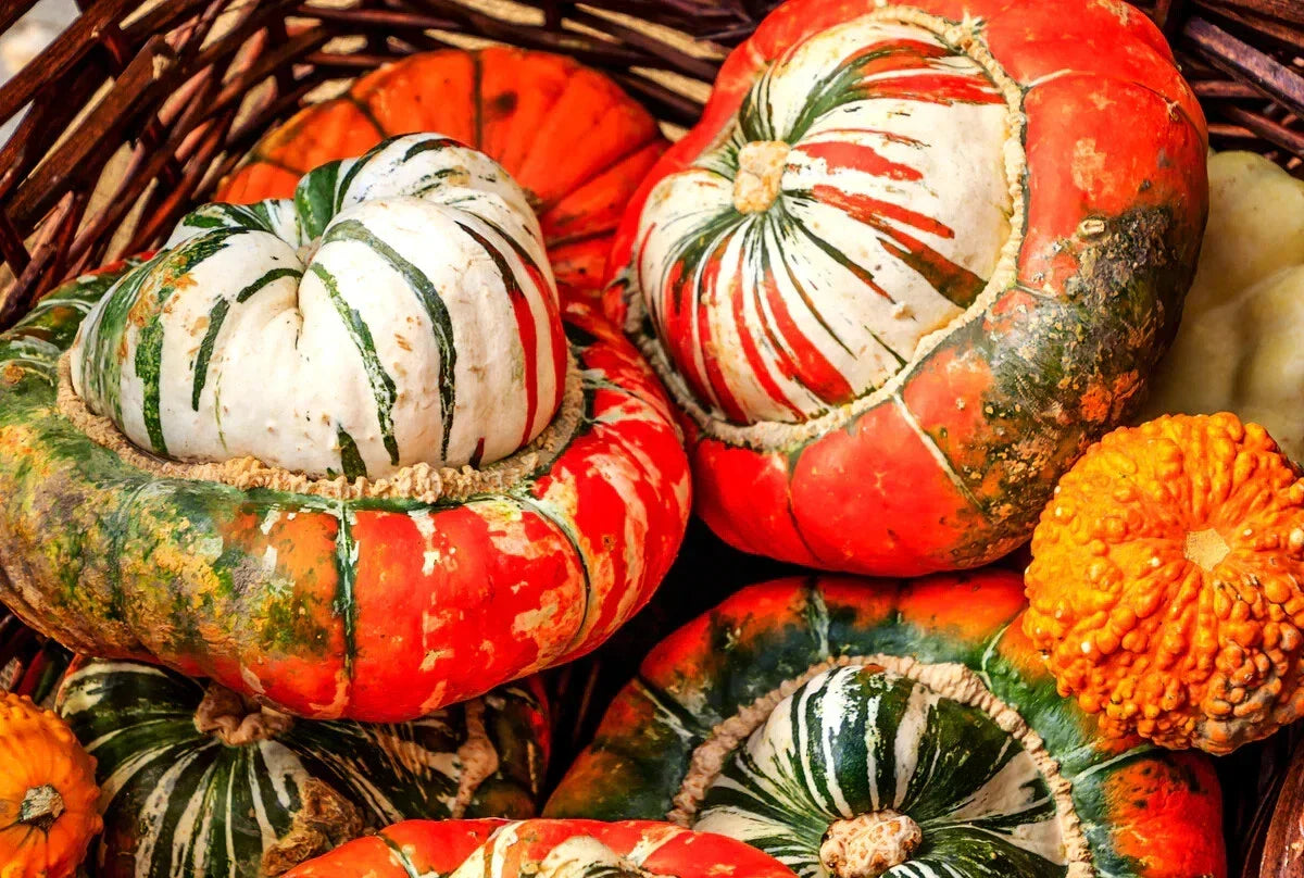 Turk's Turban Gourd Seeds - Non-GMO Ornamental Variety for Fall Decor, Cucurbita maxima, Vining, Free Shipping