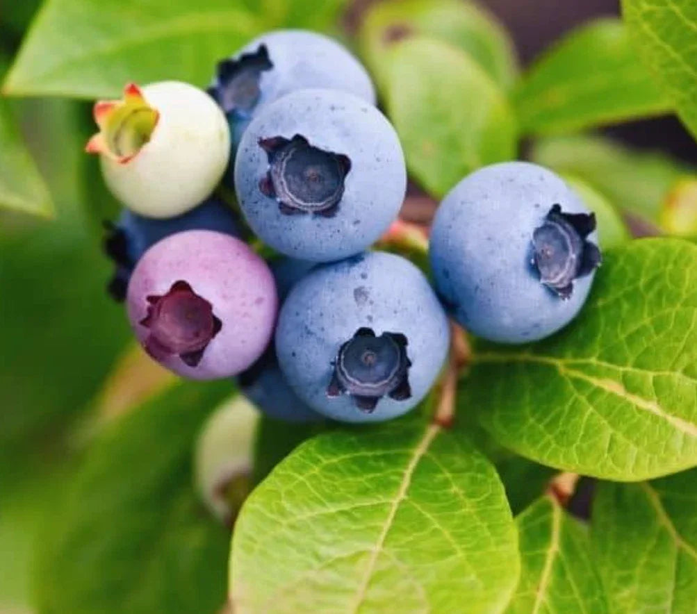 Live Sunshine Blueberry Plant – Rooted Vaccinium corymbosum, 4-6 Inches Tall, Edible Landscaping, Container Plant, Summer Berries