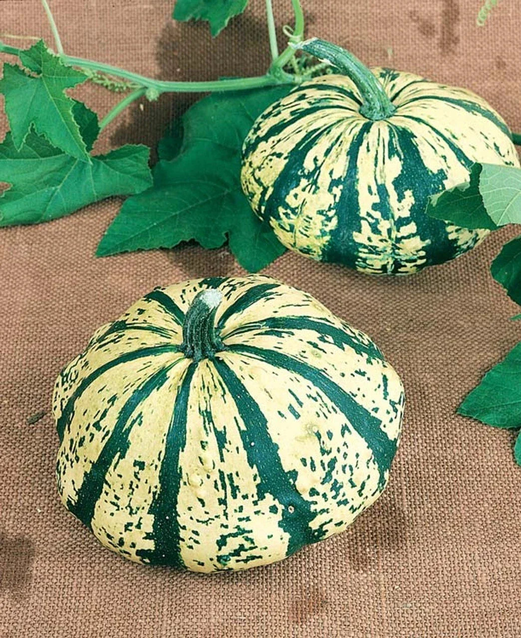 Summer Squash Seeds - Partial Eclipse Mini Pumpkin Hybrid - Patty Pan Shape - Cucurbita pepo - 10 Seeds