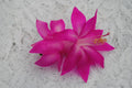 Christmas Cactus Starter Plant - Fortune Queen Schlumbergera Truncata Indoor Succulent for Holiday Decor