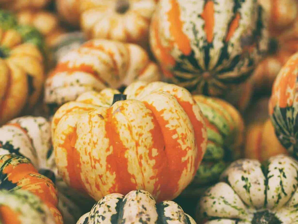Celebration Winter Squash Seeds – Cucurbita maxima – Vining, Non-GMO, Nutritious, Full Sun, Organic, Fall Harvest, Gardening Seeds
