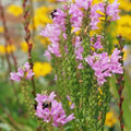 Obedient Plant Seeds - 25+ Pre-Stratified Physostegia virginiana for Gardens & Pollinators