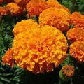 Orange Inca Marigold Seeds - Organic Tagetes erecta, 100 Pack, Bright Orange Blooms, Full Sun, Garden, Container, USA Grown