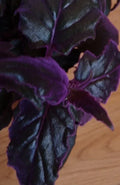 Small Live Purple Passion Plant in 4-Inch Rooting Tube, Gynura Aurantiaca, Velvet Foliage, Exotic Indoor Houseplant