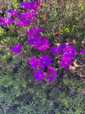 Creeping Ice Plant Cuttings 12 Pack - Purple Pink Delosperma Succulent Ground Cover