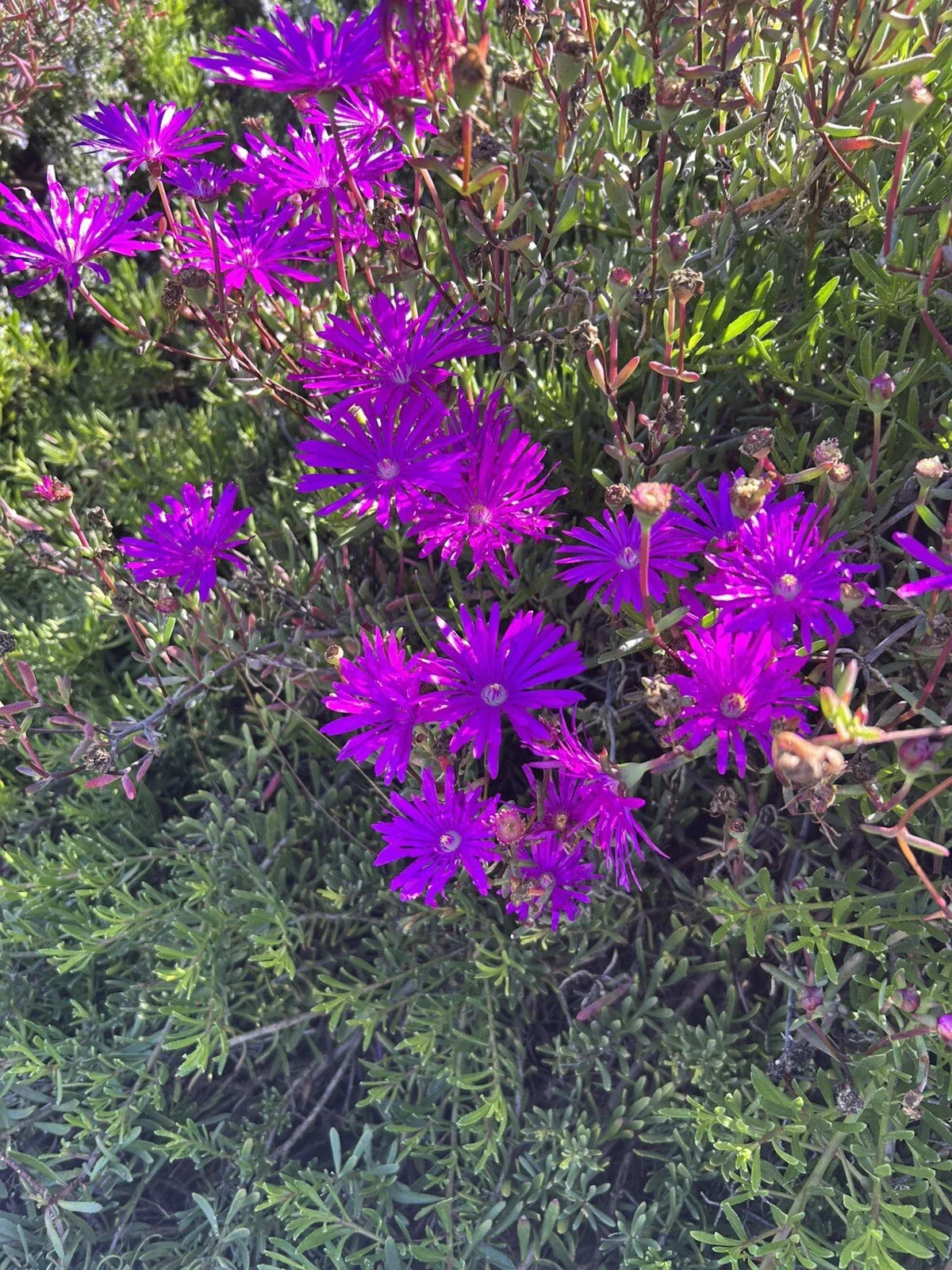 Creeping Ice Plant Cuttings 12 Pack - Purple Pink Delosperma Succulent Ground Cover