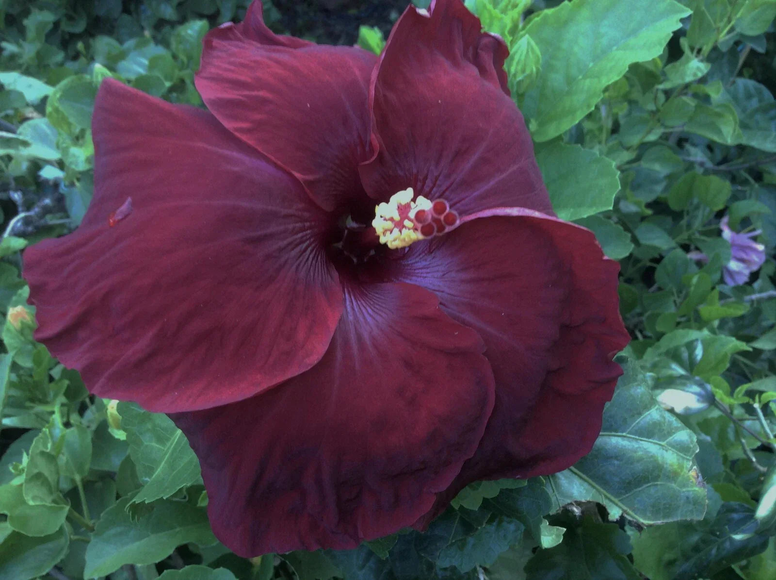 Rare Hibiscus Cuttings - Black Baron - Unrooted Hibiscus rosa-sinensis Plantlets - Indoor & Outdoor Gardening