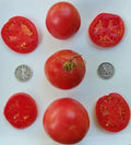 Arkansas Traveler Tomato Seeds - Heat Resistant, Pinkish-Red, Solanum lycopersicum, 25 Seeds, Indeterminate, Garden, Canning