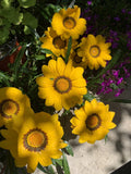 Gazania Rigens Plant - Vibrant Yellow Flowers - Hardy Perennial Ground Cover - Gazania rigens Starter Plant