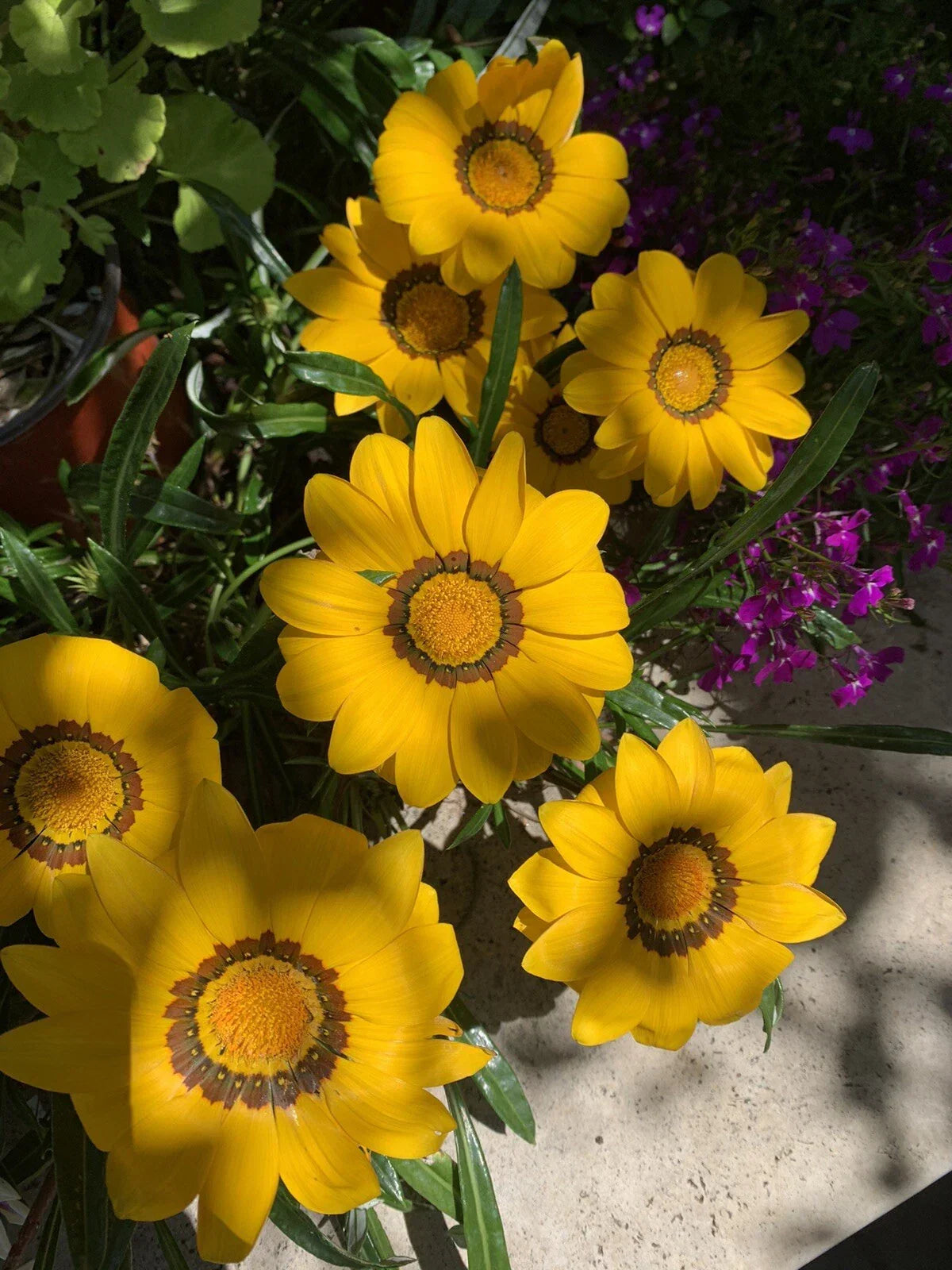 Gazania Rigens Plant - Vibrant Yellow Flowers - Hardy Perennial Ground Cover - Gazania rigens Starter Plant