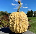 Heirloom Pumpkin Seeds - Yellow Warty Popcorn Knucklehead - Decorative Edible Variety - Cucurbita pepo - 10 Seeds