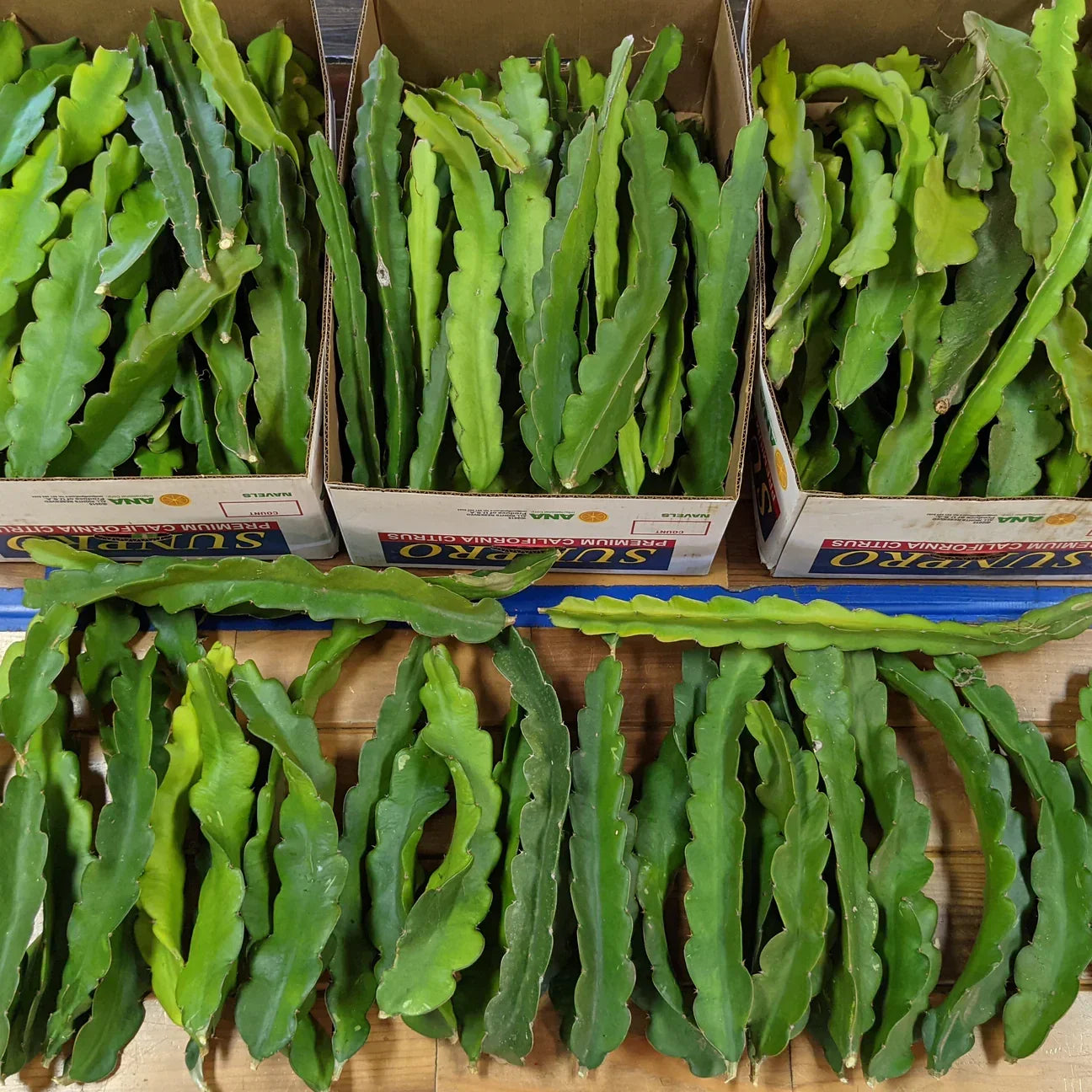 Dragon Fruit Cuttings 8-10" Multiple Varieties Hylocereus spp. Tropical Succulent for Indoor & Outdoor Gardens