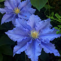 Blue Clematis Seeds - Climbing Perennial Flower Pack of 25 - Clematis viticella - Blue Blooms for Vertical Garden
