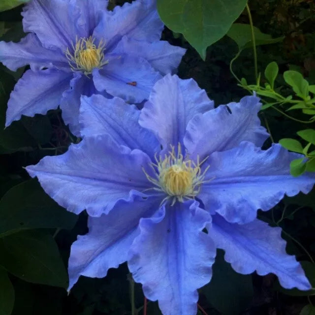 Blue Clematis Seeds - Climbing Perennial Flower Pack of 25 - Clematis viticella - Blue Blooms for Vertical Garden