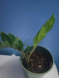 ZZ Plant in 8 oz Pot, Zamioculcas zamiifolia, Indoor Low Light Houseplant, Easy Care Greenery, Air-Purifying, Pet-Friendly