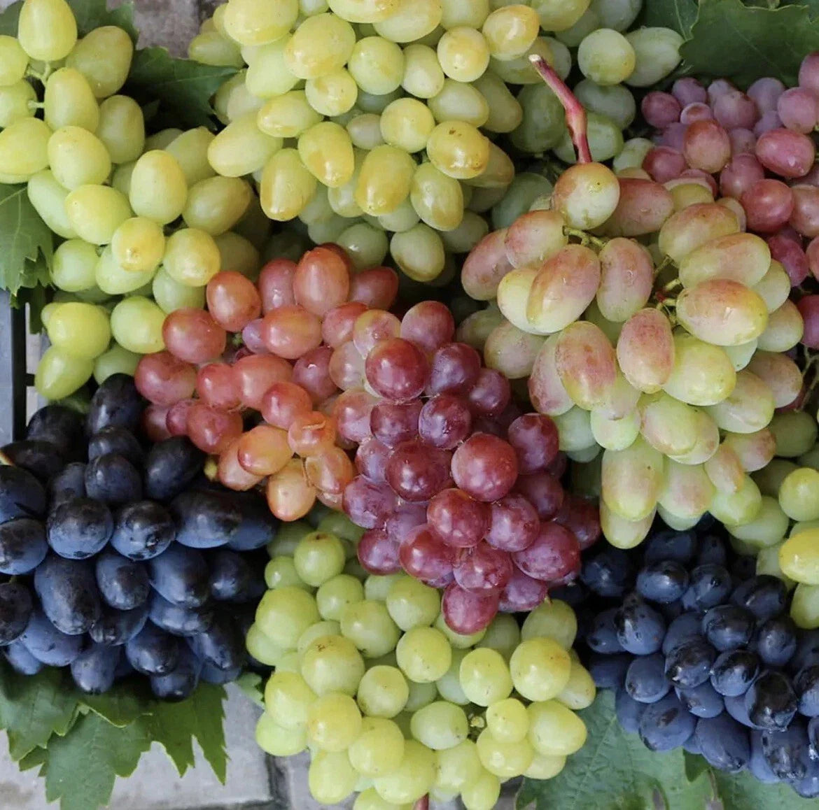 50 Mixed Grape Seeds - Organic Vitis vinifera for Wine & Dessert - Multicolor Fruit, Climbing Vine, Easy to Grow