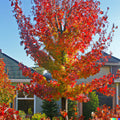 American Sweet Gum Tree Seeds - Liquidambar styraciflua - Pack of 15, Fall Foliage, Native to US, Ornamental & Shade Tree
