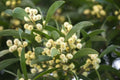 Australian Blackwood Tree Seeds - Acacia melanoxylon for Planting - Fast-Growing, Dark Green Foliage, High Germination Rate