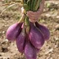 Red Long of Tropea Onion Seeds - Non-GMO Heirloom Seeds for Home Gardening, Culinary Use, Allium cepa