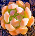 Sedeveria Dark Elf Succulent Plant - 1-Inch Fully Rooted Rare Indoor Garden Easy Care
