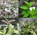 Wandering Jew House Plant Assortment - Trailing Indoor Plants in 4-Inch Pots - Tradescantia Zebrina & Pallida